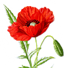 Peintures